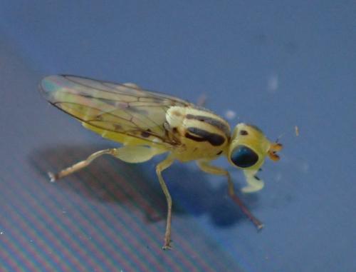 Réf. 236 291 : Meromyza sp.